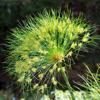 Grün Cyperus Papyrus Blumensamen zur Aussaat Wildblume Mischung Traditionssorte & ohne Gentechnik Samen Hausgarten