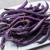 Lila Bush Bean Samen for Gemüse Planting