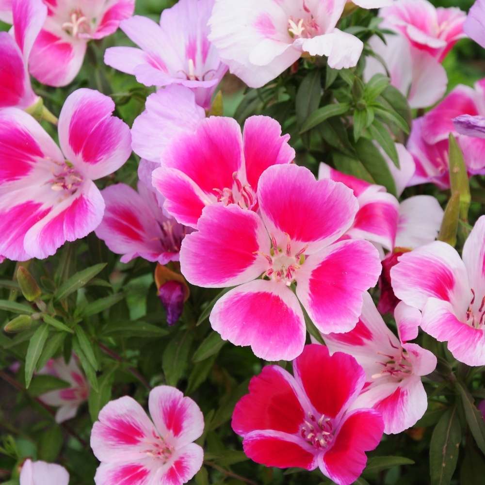 Gemischt Godetia Blumensamen zur Aussaat – leuchtend Blüten – Traditionssorte & ohne Gentechnik Samen Hausgarten