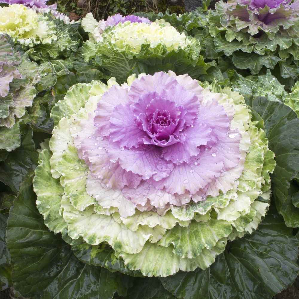 mehrfarbig Brassica Oleracea Blumensamen zur Aussaat Drought verträglich Traditionssorte & ohne Gentechnik Samen Hausgarten