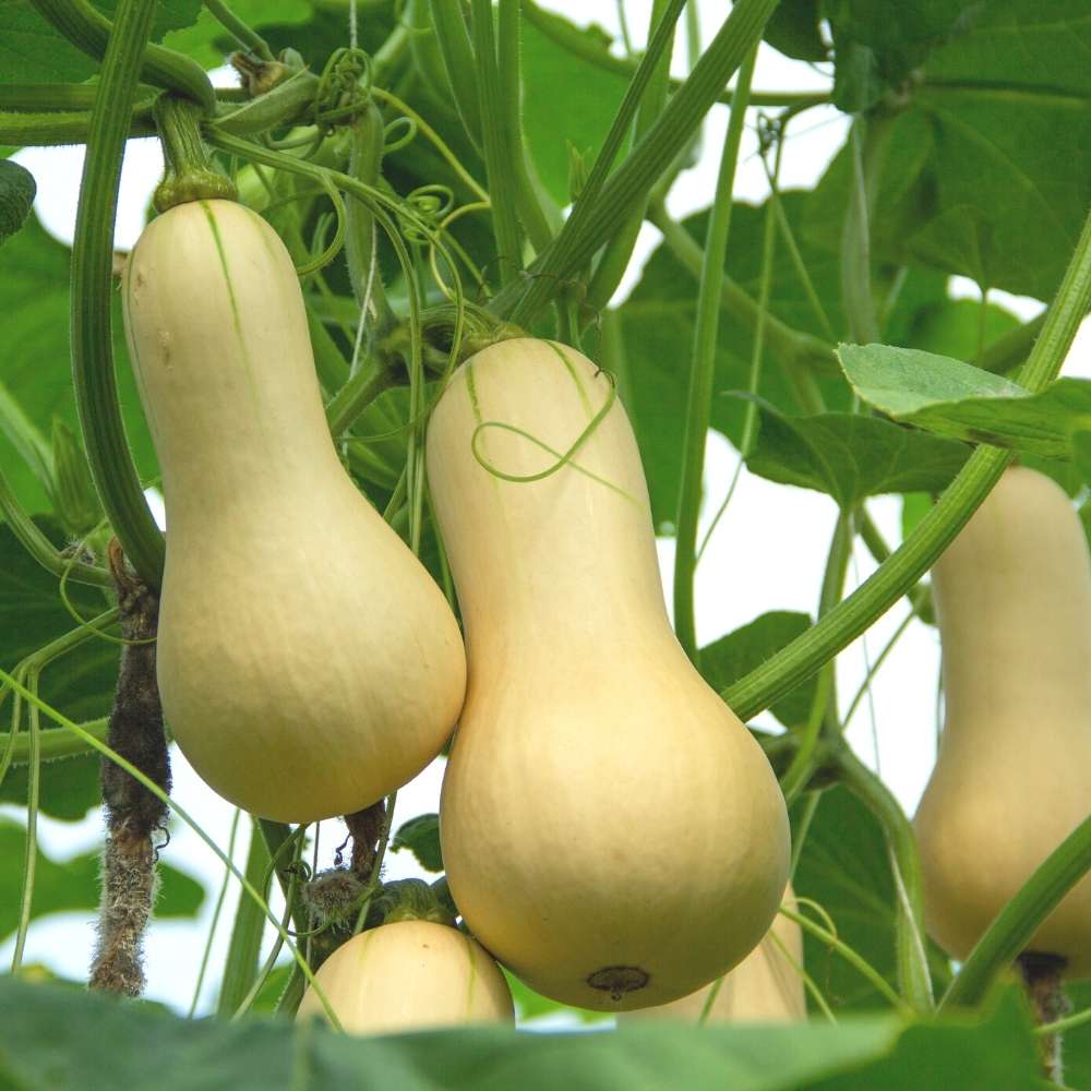 Gelb Butternut Gemüsesamen Planting