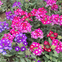 Verbana Blumensamen zur Aussaat ideal Rabatten Traditionssorte & ohne Gentechnik Samen Hausgarten