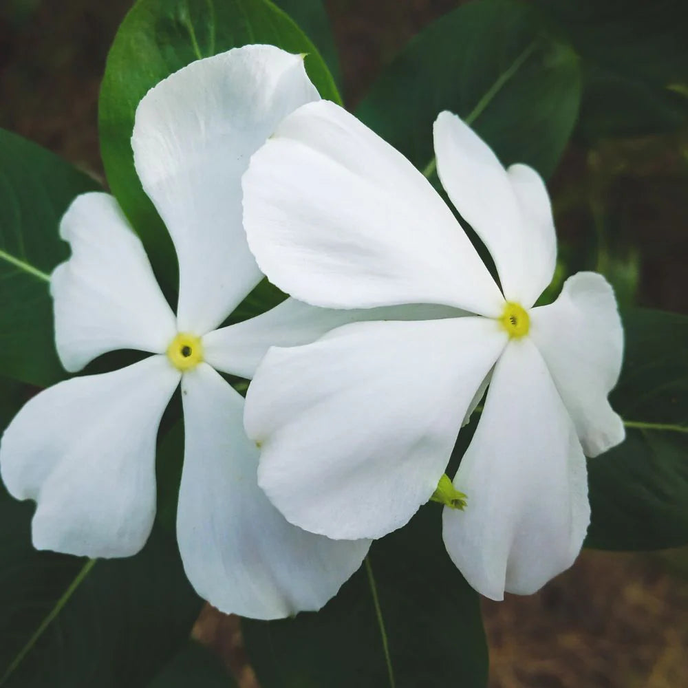 Weiß Immergrün Blumensamen zur Aussaat – lang Blüte Saison – Traditionssorte & ohne Gentechnik Samen Hausgarten