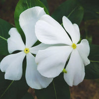 Weiß Immergrün Blumensamen zur Aussaat – lang Blüte Saison – Traditionssorte & ohne Gentechnik Samen Hausgarten