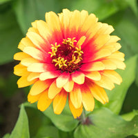 Zowie Blume Samen zur Aussaat leuchtend Blüten und Thriving Gärten – Samen farbenfroh Floral Schau