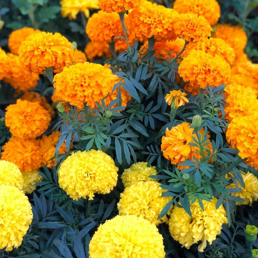 Gemischt African Studentenblume Blumensamen zur Aussaat – sonnenliebend – Traditionssorte & ohne Gentechnik Samen Hausgarten