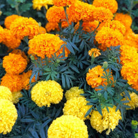 Gemischt African Studentenblume Blumensamen zur Aussaat – sonnenliebend – Traditionssorte & ohne Gentechnik Samen Hausgarten