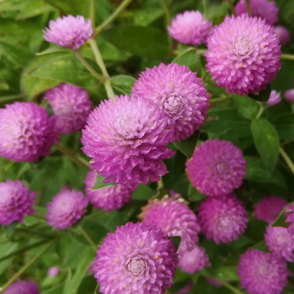 Gnome Series Gomphrena Samen zur Aussaat