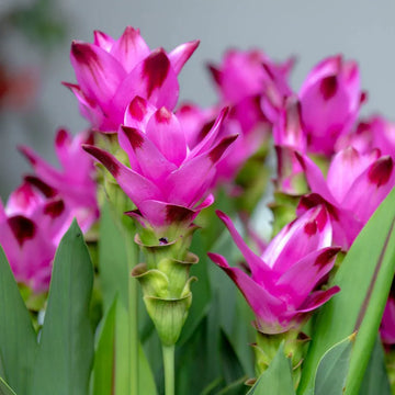Rhizoma Curcuma Blumensamen Aussaat