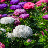 Gemischt Chinese Aster Blumensamen zur Aussaat – Drought verträglich – Traditionssorte & ohne Gentechnik Samen Hausgarten