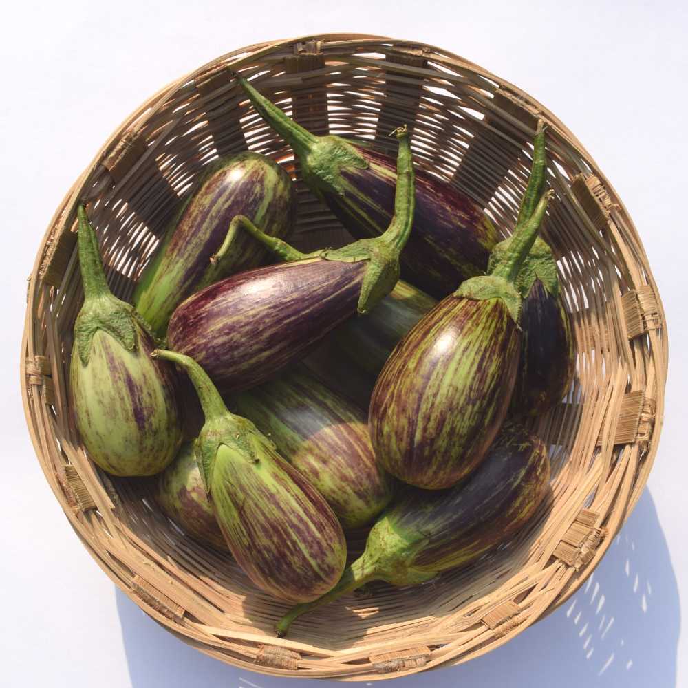 Udumalpet Eggplant Gemüsesamen für einfache Aussaat