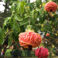 Abutilon Hybridum Blumensamen zur Aussaat – duftend Blüten – Traditionssorte & ohne Gentechnik Samen Hausgarten