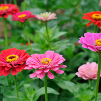 Gemischt Zinnie Blumensamen zur Aussaat – leuchtend – Traditionssorte & ohne Gentechnik Samen Hausgarten