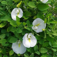 Clitoria Blumensamen zur Aussaat – robust Sorte – Traditionssorte & ohne Gentechnik Samen Hausgarten