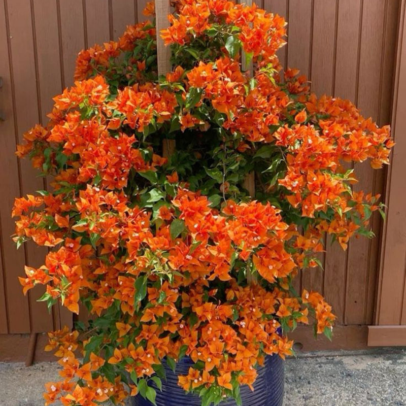 Orange Drillingsblume Blumensamen zur Aussaat – leuchtend Blüten für Ihren Garten