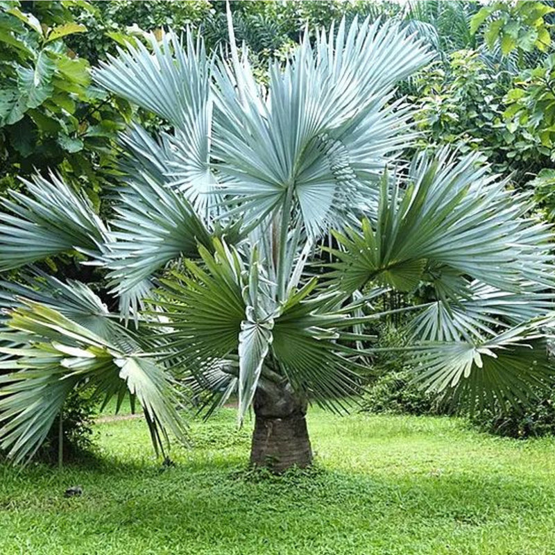 Semi dell’albero di palma Bismarck nana per una coltivazione facile