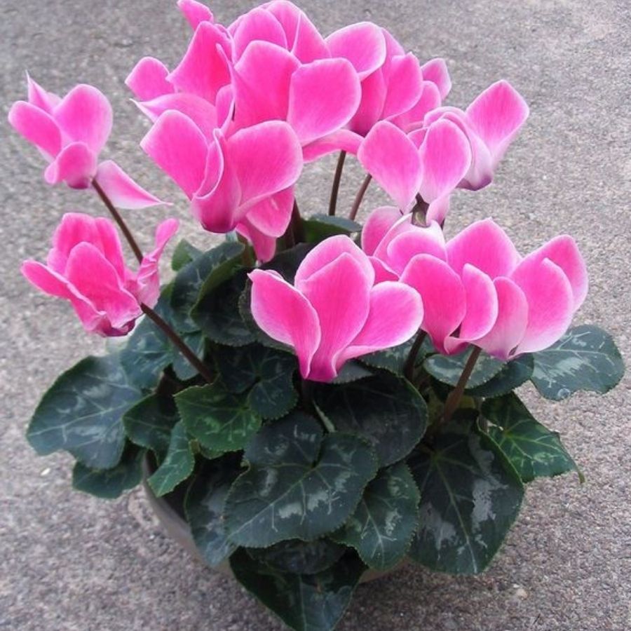 zart Rosa Alpenveilchen Blumensamen zur Aussaat – Halbschatten verträglich – Traditionssorte & ohne Gentechnik Samen Hausgarten