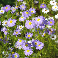 Blau Brachycome Blumensamen: wichtig Aussaat Leitfaden