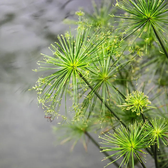 Grün Cyperus Papyrus Blumensamen zur Aussaat Wildblume Mischung Traditionssorte & ohne Gentechnik Samen Hausgarten