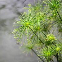 Grün Cyperus Papyrus Blumensamen zur Aussaat Wildblume Mischung Traditionssorte & ohne Gentechnik Samen Hausgarten