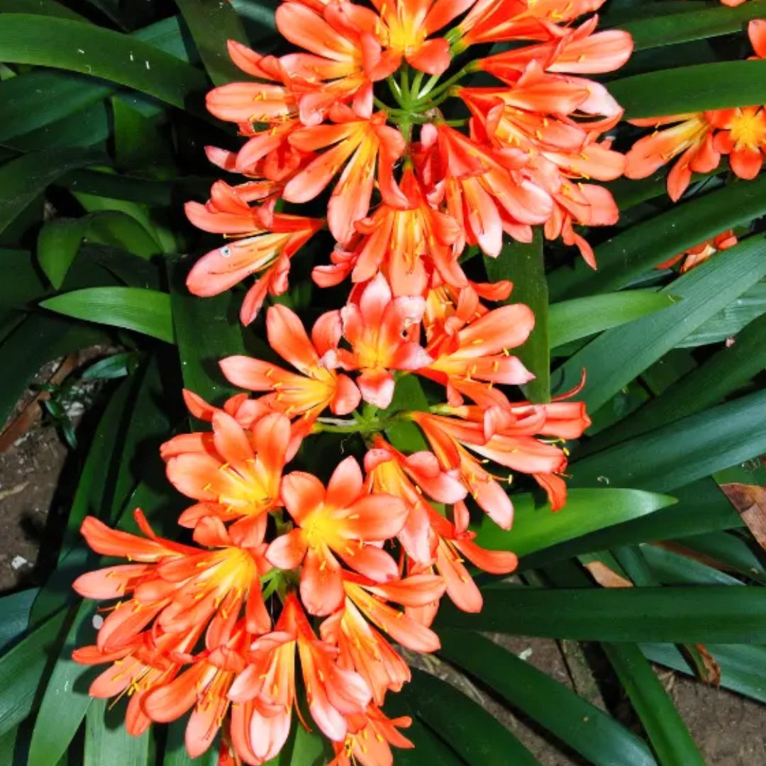 Miniata Blumensamen zur Aussaat – Bestäuber freundlich – Traditionssorte & ohne Gentechnik Samen Hausgarten
