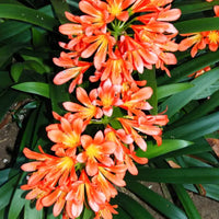 Miniata Blumensamen zur Aussaat – Bestäuber freundlich – Traditionssorte & ohne Gentechnik Samen Hausgarten