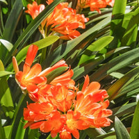 Clivia Blumensamen zur Aussaat – Bestäuber freundlich – Traditionssorte & ohne Gentechnik Samen Hausgarten