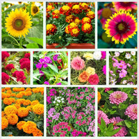Bulk Blüten Blumensamen zur Aussaat