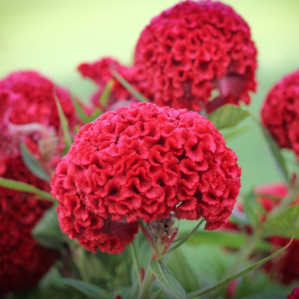 Celosia Blumensamen zur Aussaat duftend Blüten Traditionssorte & ohne Gentechnik Samen Hausgarten