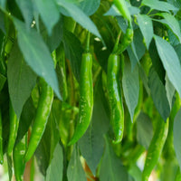 Green Pepper Gemüsesamen für einfache Aussaat