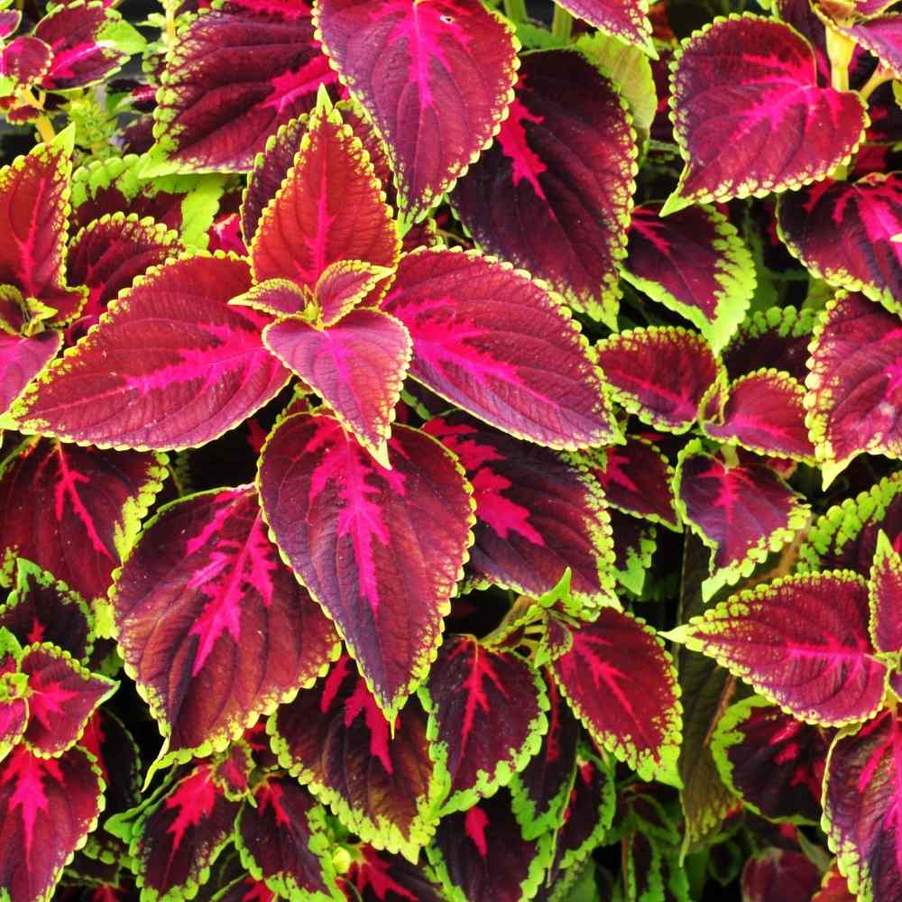 Buntnessel Volcano Blumensamen für Innenräume or Outdoor Pflanzen