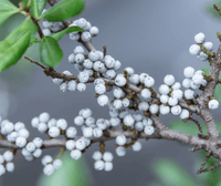 Gray berries Fruchtsamen für einfaches Anpflanzen