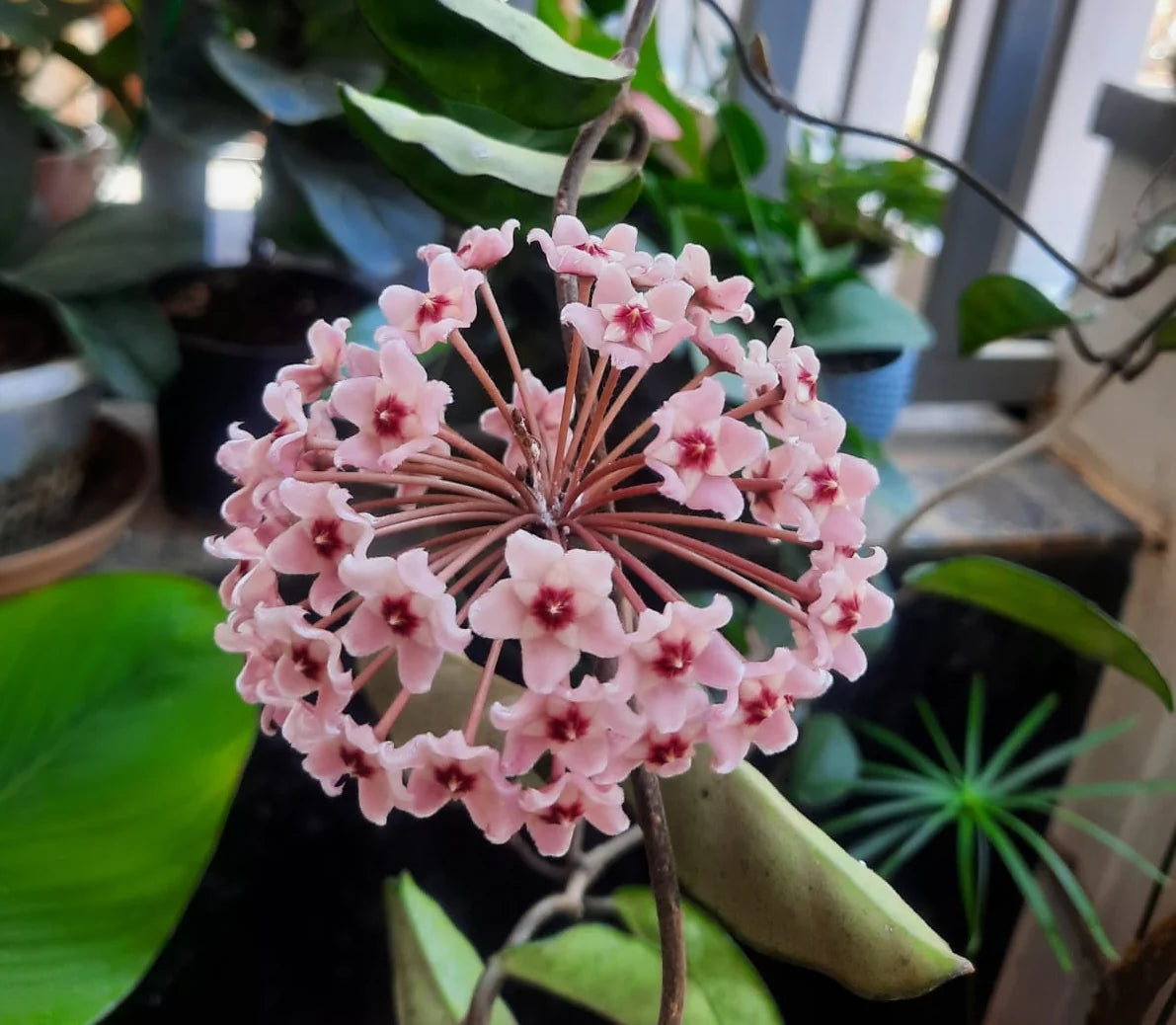 Hoya Carnosa Blumensamen zur Aussaat Schnitt Blume beliebt Traditionssorte & ohne Gentechnik Samen Hausgarten