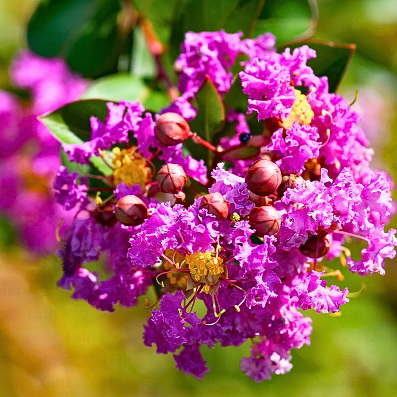 Lagerstroemia Blumensamen zur Aussaat ideal Rabatten Traditionssorte & ohne Gentechnik Samen Hausgarten