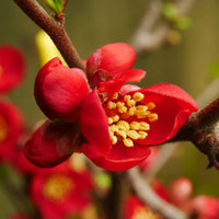 Rot Weeping Forsythia Blumensamen zur Aussaat – farbenfroh Schau – Traditionssorte & ohne Gentechnik Samen Hausgarten