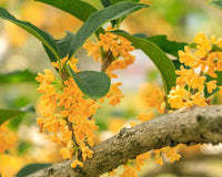 Osmanthus Blumensamen zur Aussaat farbenfroh Schau Traditionssorte & ohne Gentechnik Samen Hausgarten