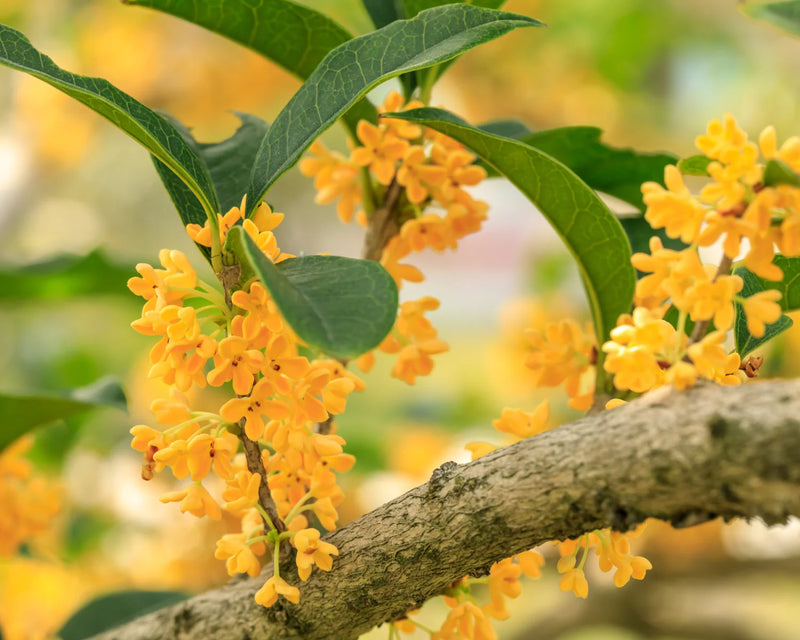 Osmanthus Blumensamen zur Aussaat farbenfroh Schau Traditionssorte & ohne Gentechnik Samen Hausgarten