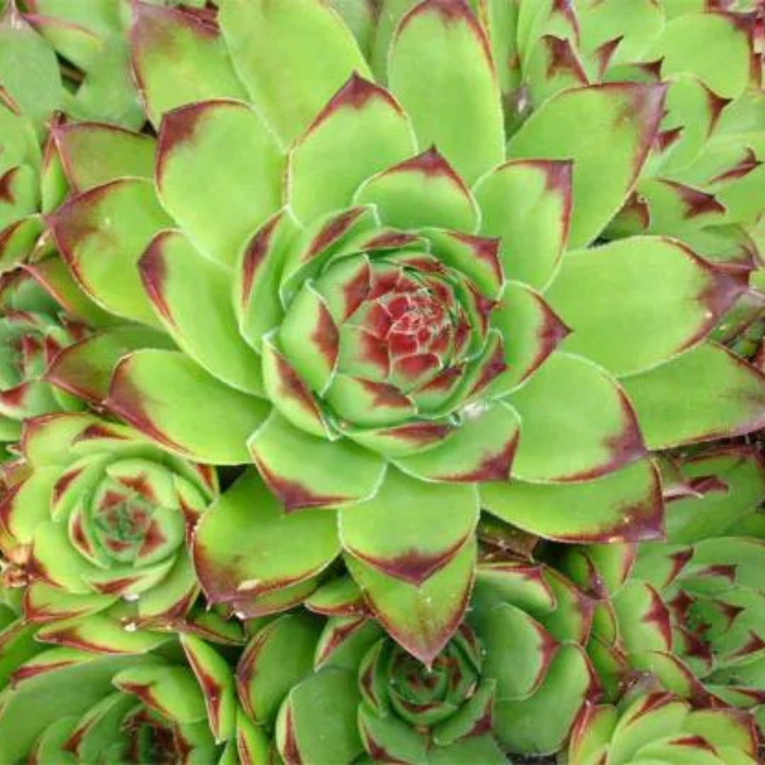 Grün sempervivum blume samen for anpflanzung - perfect for borders, heirloom & gmo free samen for home garten
 
 sale samen for anpflanzung in home garten