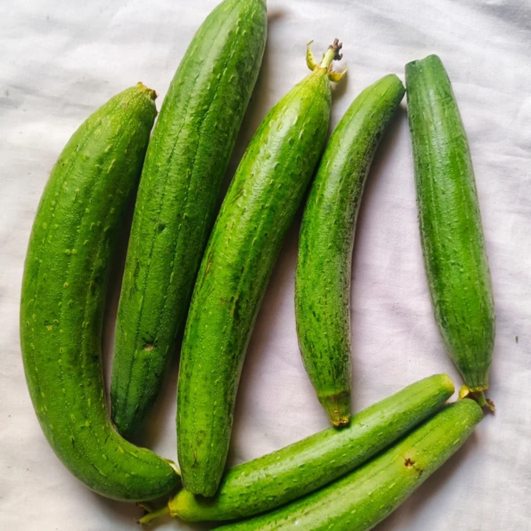 Ridge Gourd Gemüsesamen for Home Gardening