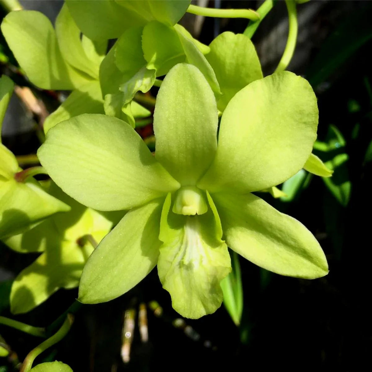Grün Rosa Schmetterlingsorchidee Orchidee Blumensamen zur Aussaat Drought verträglich Traditionssorte & ohne Gentechnik Samen Hausgarten