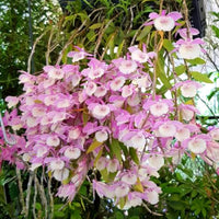 Dendrobium (dendrobium aphyllum) samen for anpflanzung in home garten