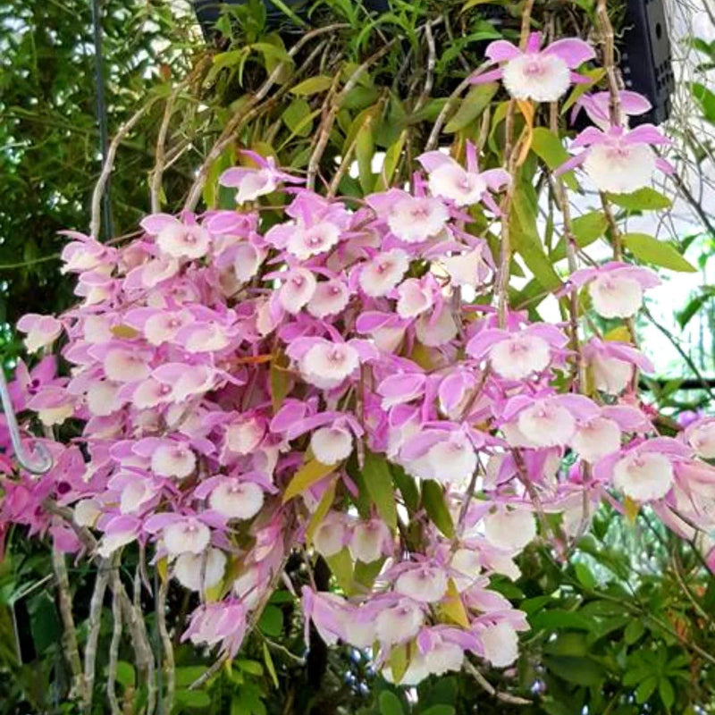 Dendrobium (dendrobium aphyllum) samen for anpflanzung in home garten
