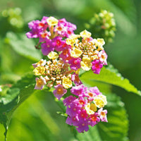 Camara blume samen for anpflanzung fragrant blossoms heirloom & gmo free samen for home garten
 
 sale samen for home garten anpflanzung