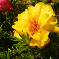 Portulaca (portulaca grandiflora) samen for anpflanzung in home garten