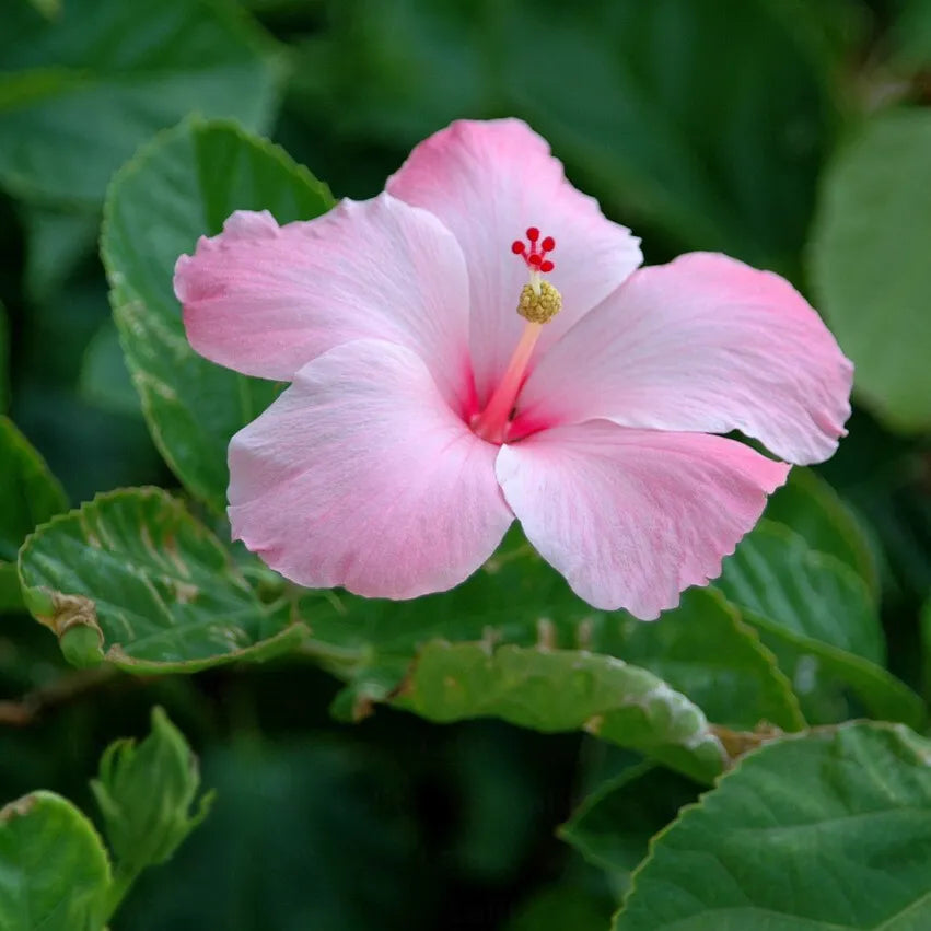 zart Rosa Hibiskus Blumensamen zur Aussaat Bestäuber freundlich Traditionssorte & ohne Gentechnik Samen Hausgarten