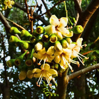 Grün ceiba pentandra blume samen for anpflanzung - perfect for borders, heirloom & gmo free samen for home garten
 
 sale for anpflanzung in home garten.