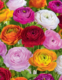 Gemischt Ranunculus Blumensamen zur Aussaat – Schnitt Blume beliebt – Traditionssorte & ohne Gentechnik Samen Hausgarten