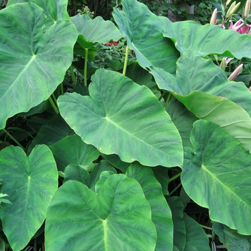 Colocasia blume samen for anpflanzung low maintenance heirloom & gmo free samen for home garten 
 
 sale for anpflanzung in home garten