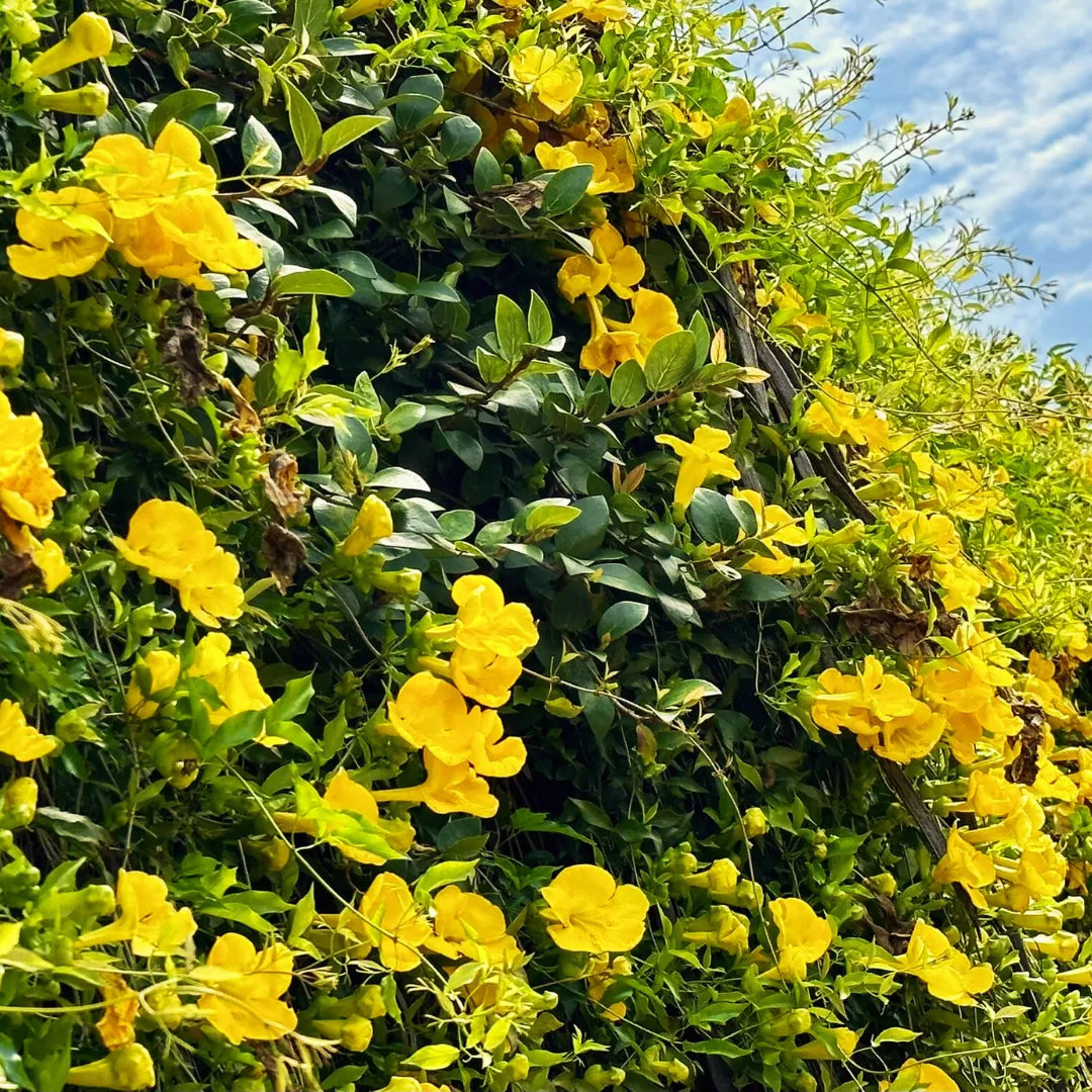 Dolichandra (dolichandra blume) samen for anpflanzung in home garten