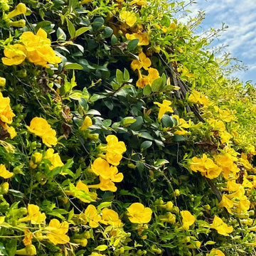 Dolichandra (dolichandra blume) samen for anpflanzung in home garten